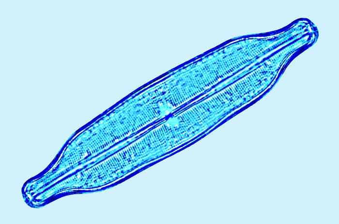 Mediolittoral Neidium affine