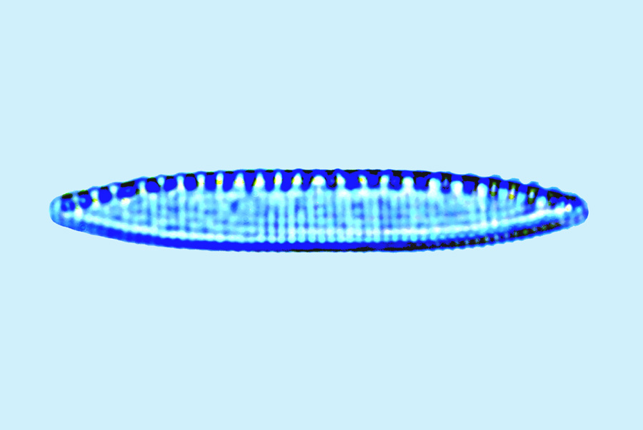 Mediolittoral Nitzschia amphibia
