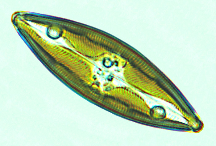 Saumatdeux Pinnuavis elegans
