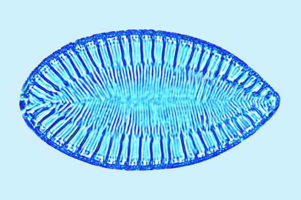 Saumatdeux Surirella brebissonnii
