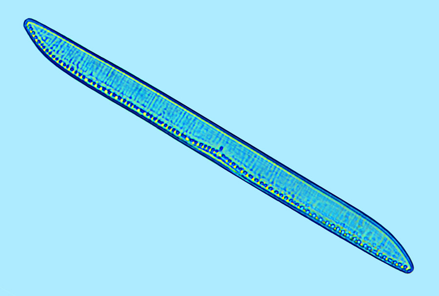 Saumatdeux Nitzschia scalpelliformis