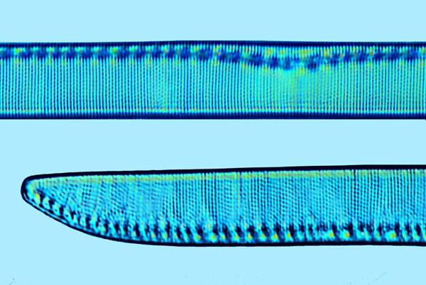 Saumatdeux Nitzschia scalpelliformis