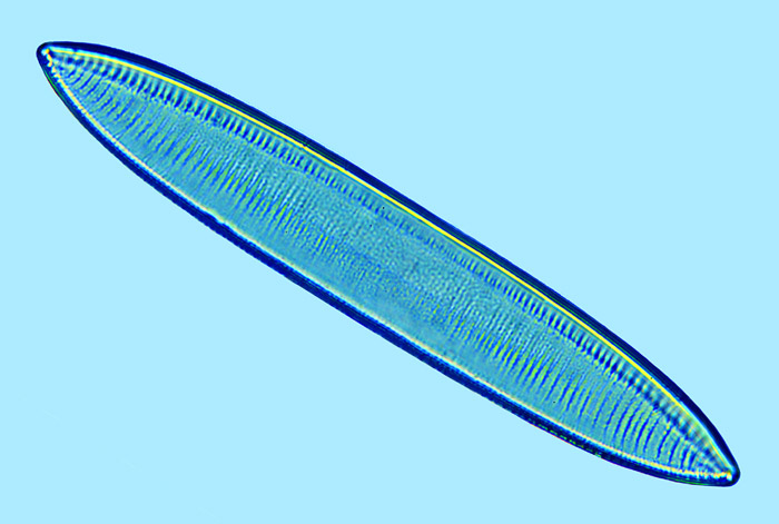 Nitzschia tryblionella