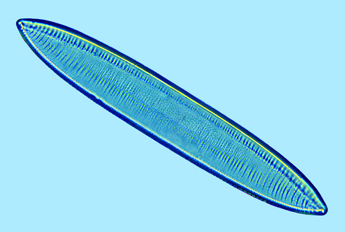 Nitzschia tryblionella