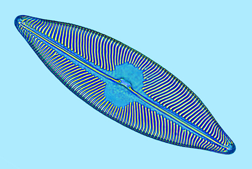 Pinnuavis elegans