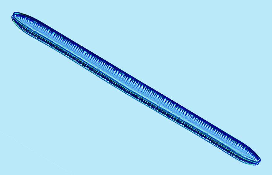 Saumatdeux Nitzschia scalaris