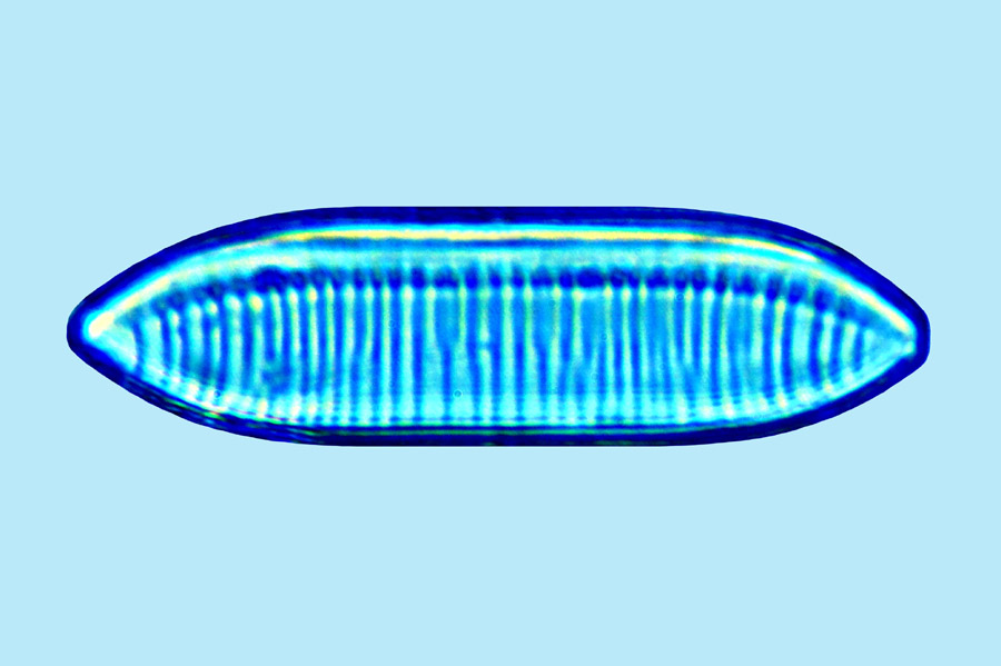 Nitzschia tryblionella