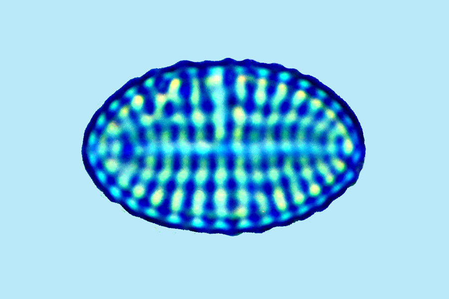 Mediolittoral Cocconeis discrepans