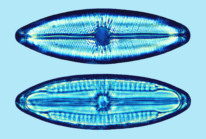 Mastogloia elliptica