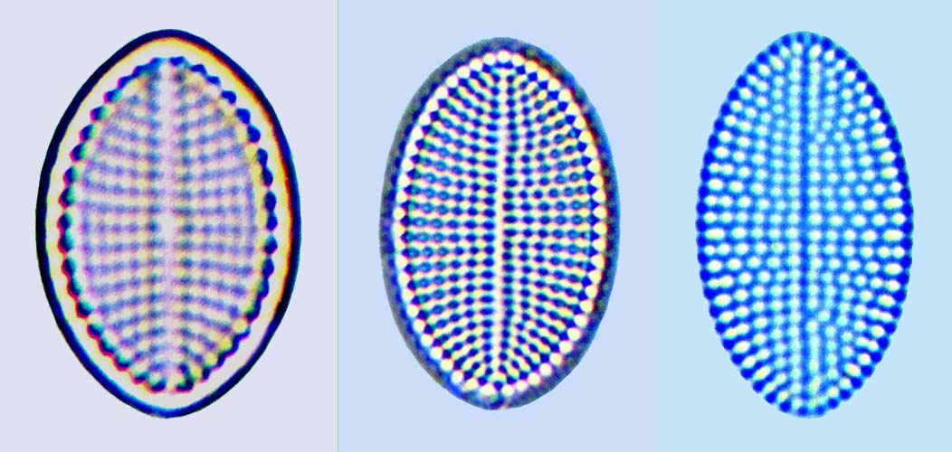 Cocconeis scutellum minutissima