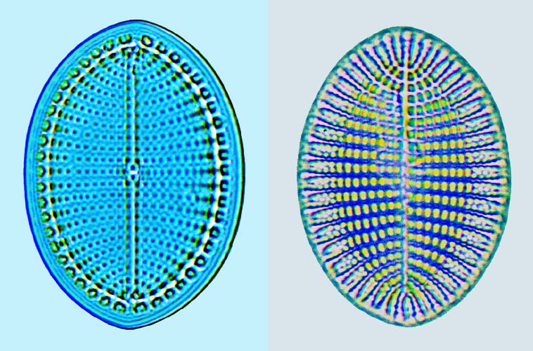 Cocconeis scutellum