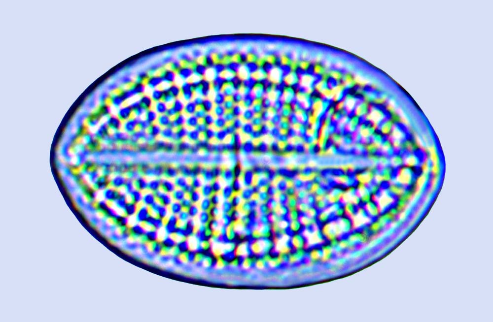 Cocconeis capensis