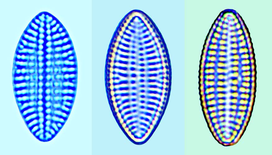 Cocconeis discrepans