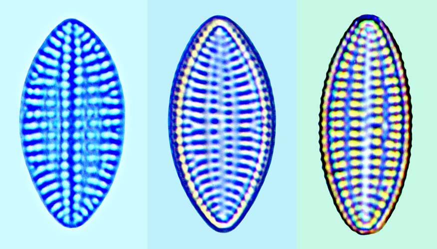 Cocconeis discrepans