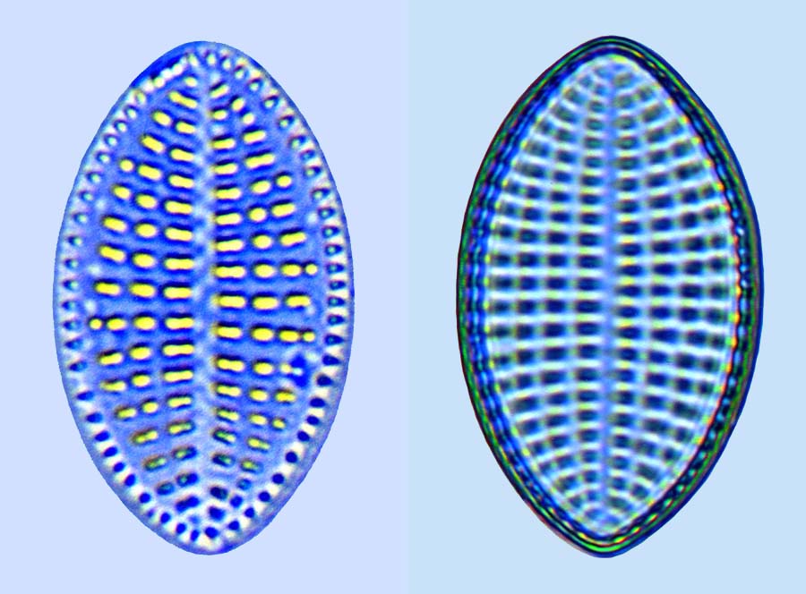 Cocconeis disculoides