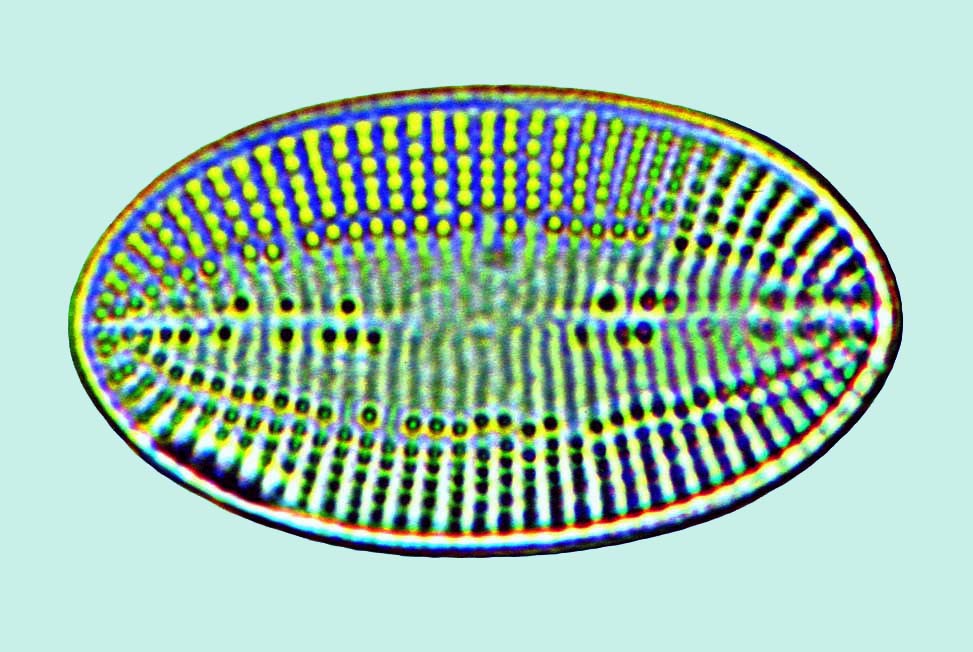 Cocconeis fluminensis var subimpletus