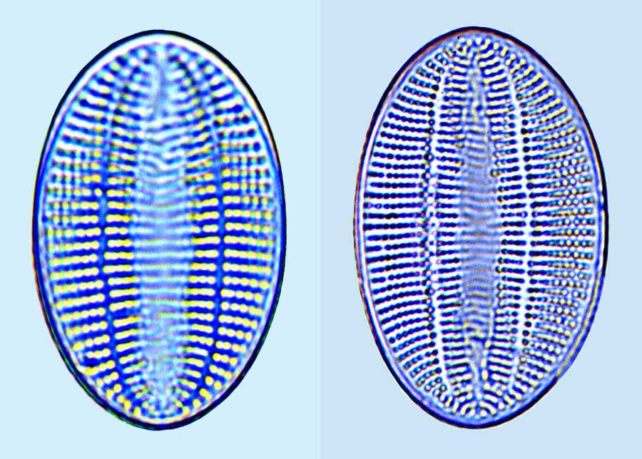 Cocconeis fluminensis