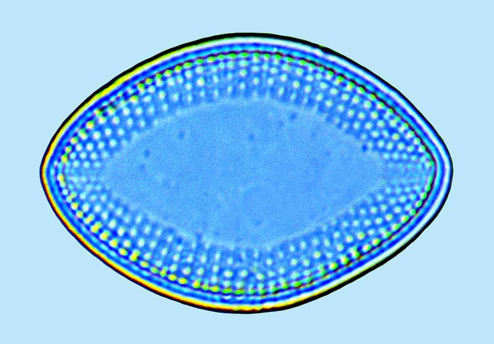 Cocconeis nummularia