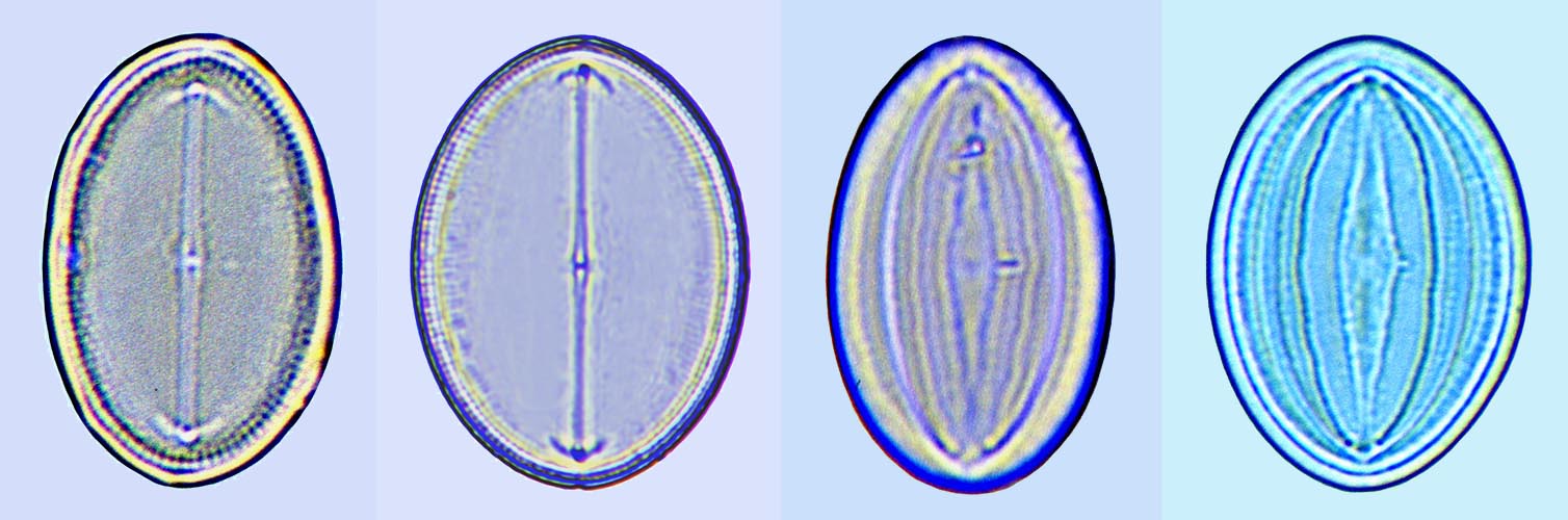 Cocconeis pseudomarg