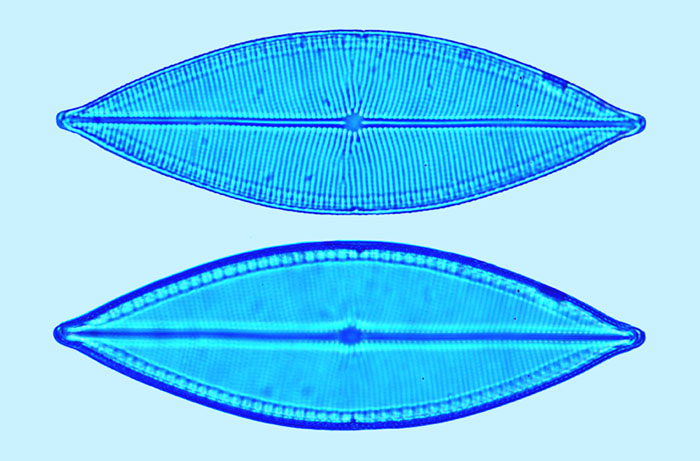 Lyrella Mastogloia elegans