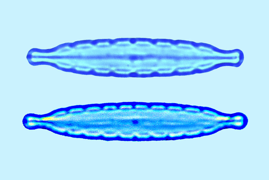 Lyrella Mastogloia linearis