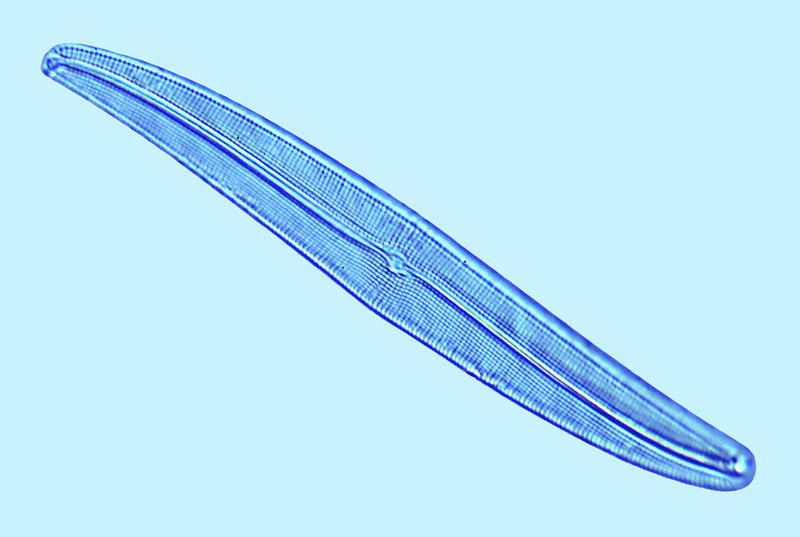 Fallacia Gyrosigma spenceri