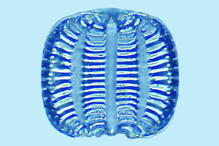 Campylodiscus