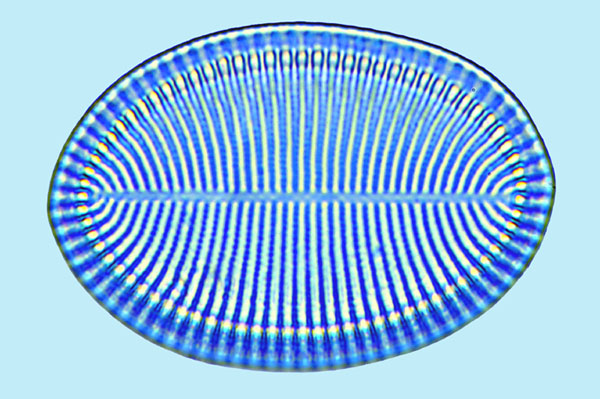 Cocconeis britanica