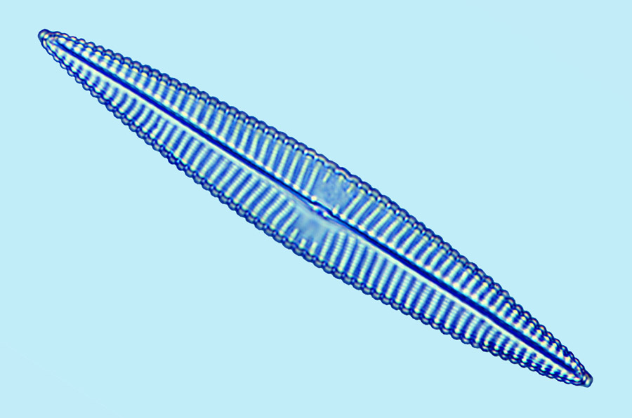 Navicula zostereti