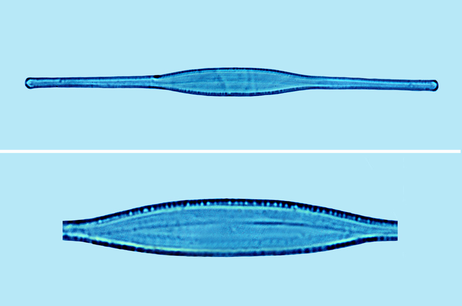 Cylindrotheca closterium