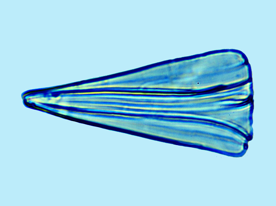 Licmophora abbreviata