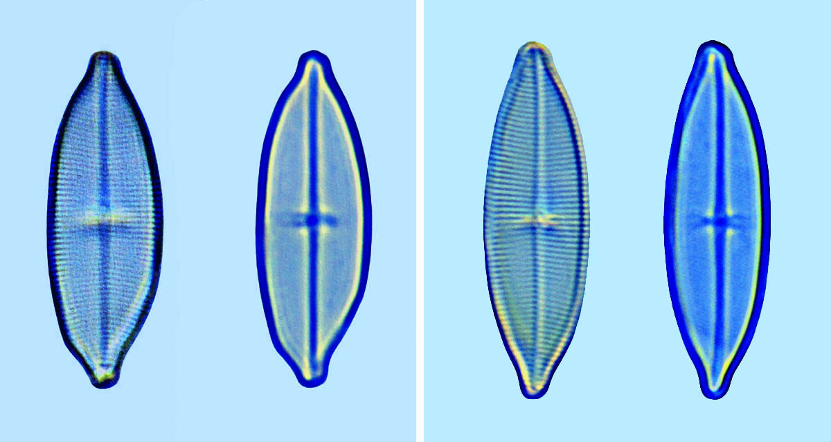 Astartiella A