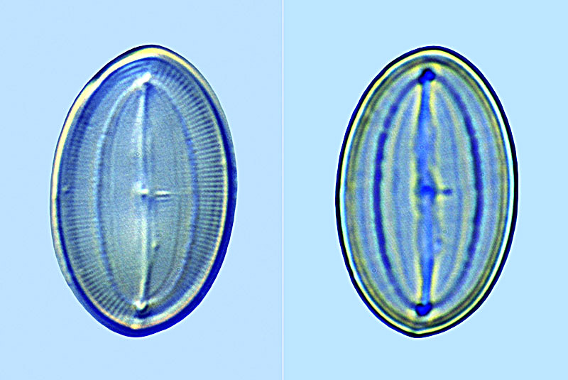 Cocconeis krammerii