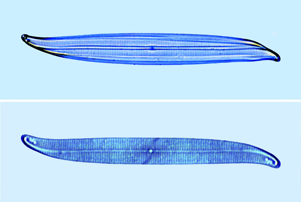 Gyrosigma lineare