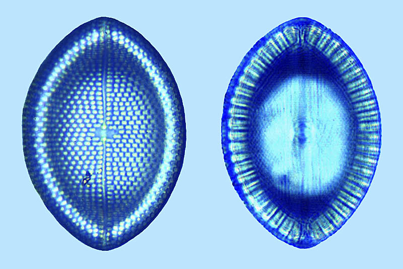 Mastogloia B