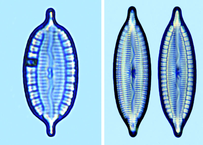 mastogloia corsicana