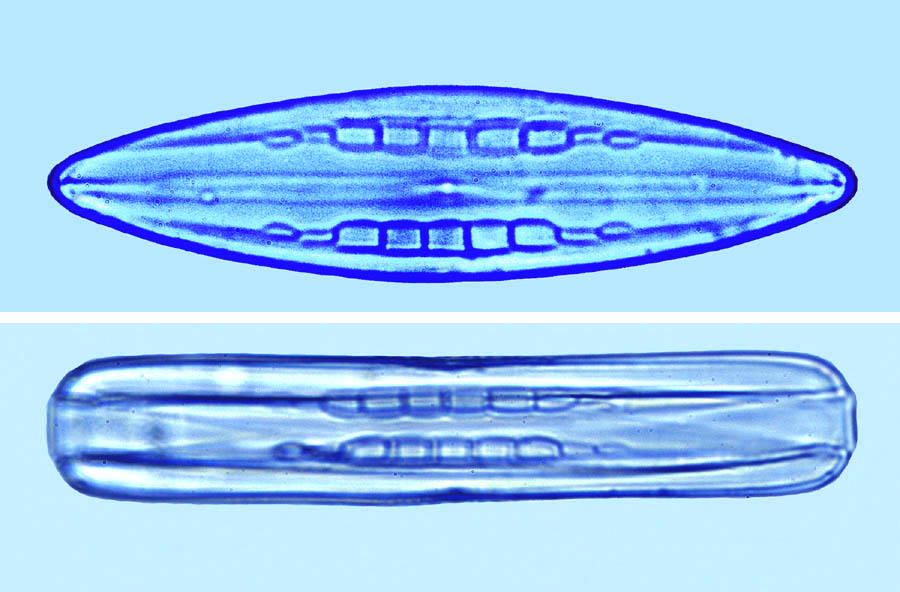 Mastogloia pseudoparadoxa