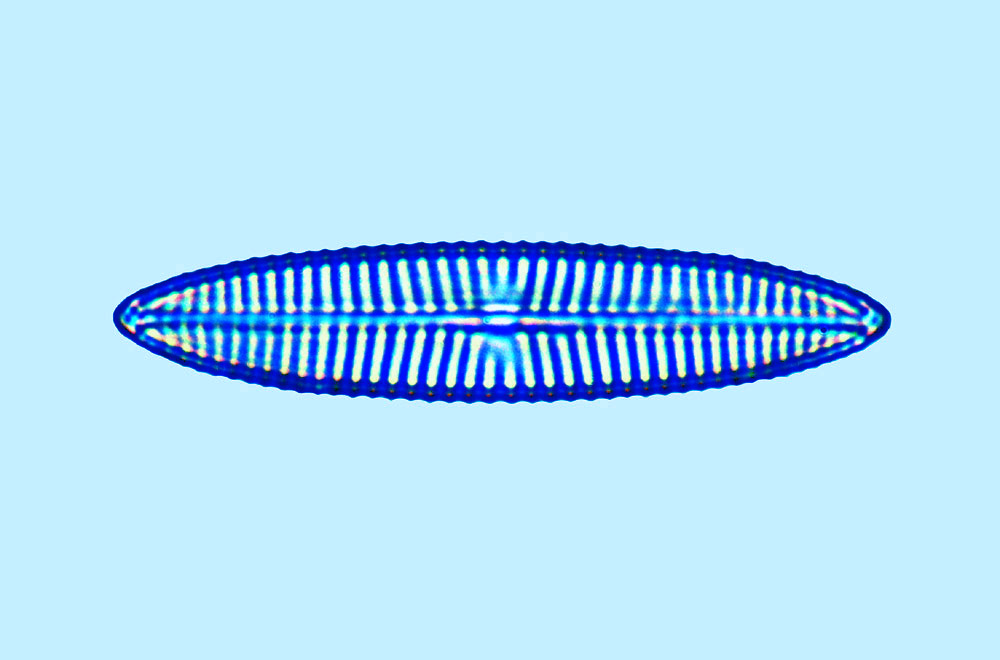 Navicula gracilis