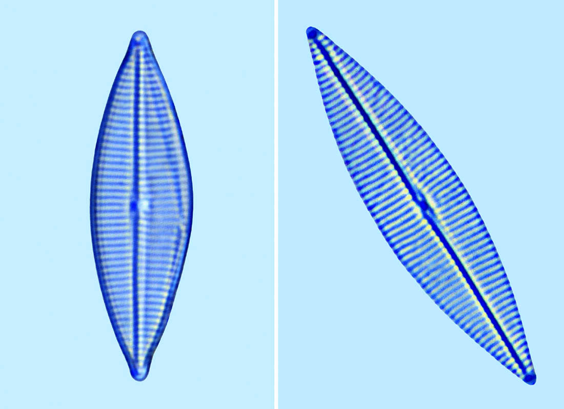 Navicula transistantioides