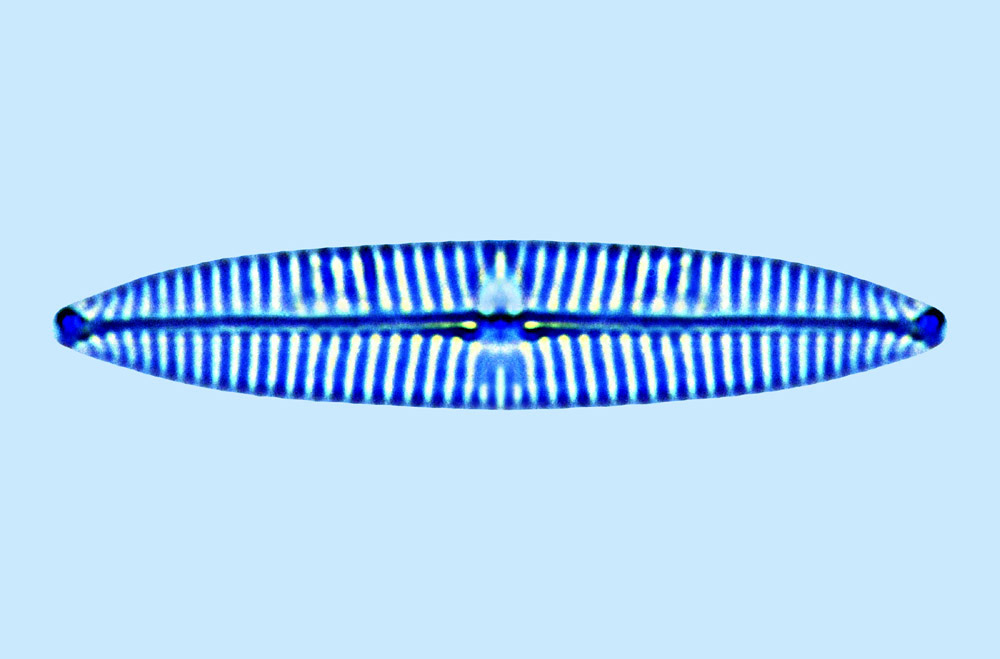 Navicula L