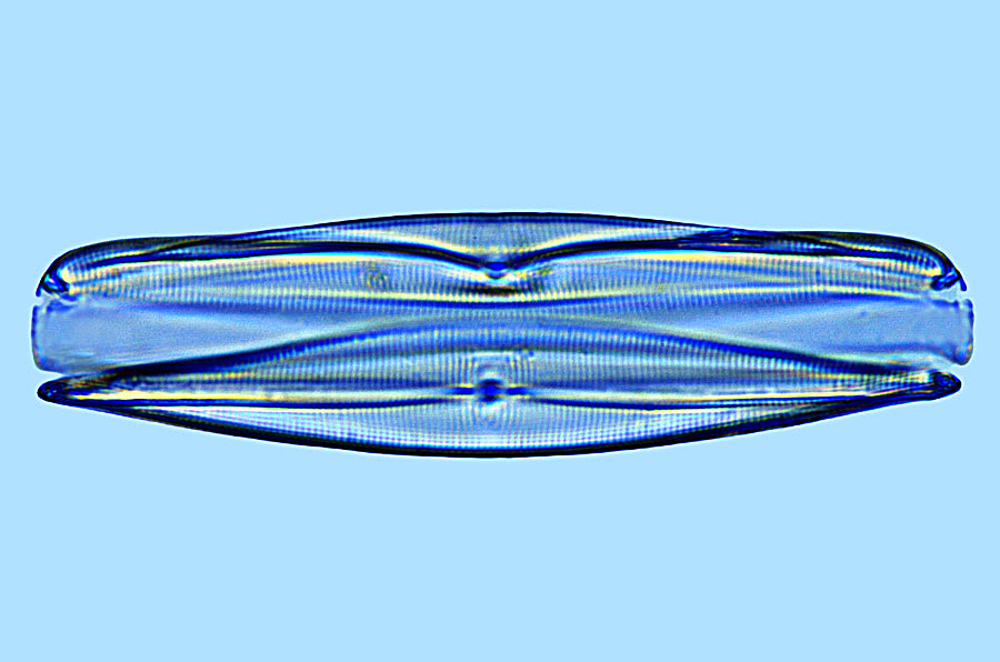 Plagiotropis lepidoptera
