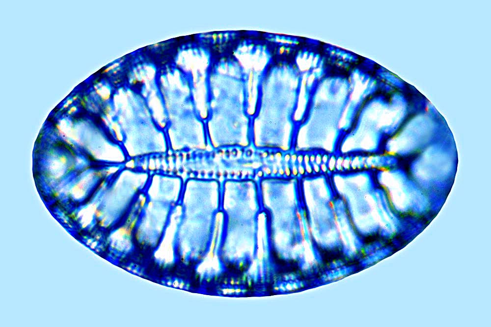Surirella fastuosa