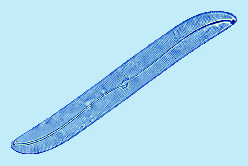Gyrosigma wansbeckii
