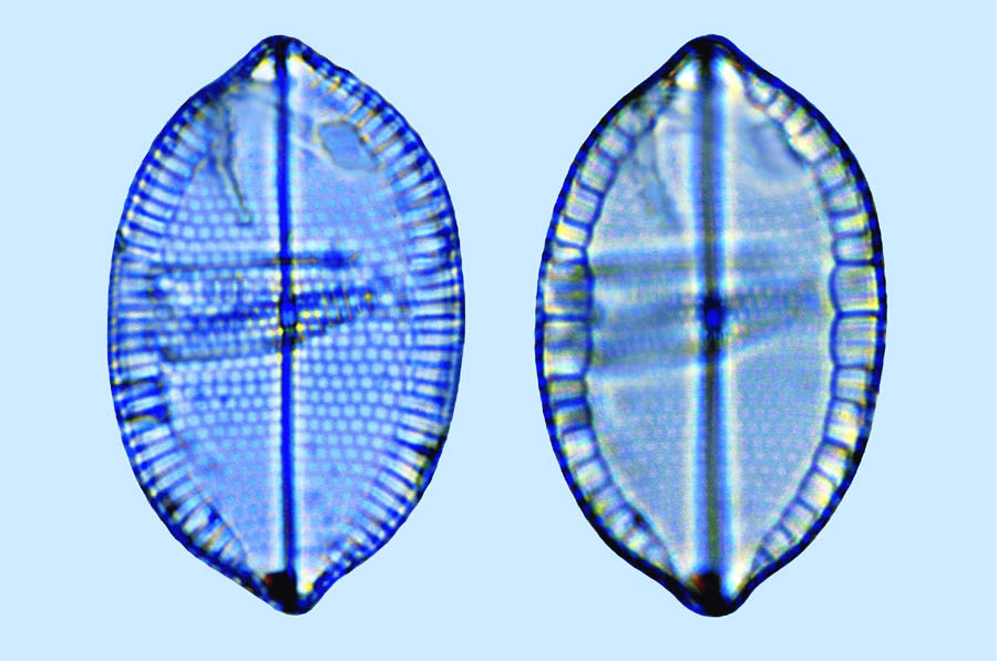 mastogloia angulata