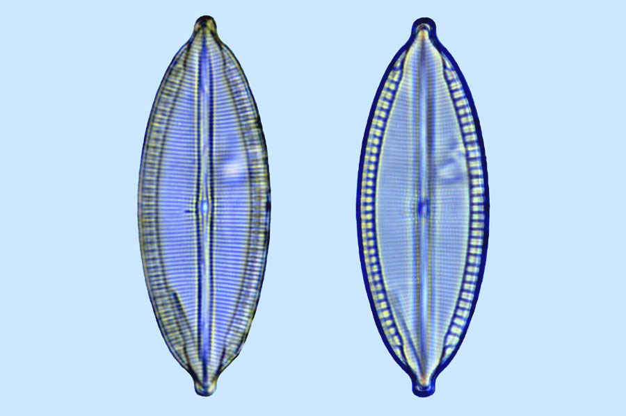 Mastogloia apiculata