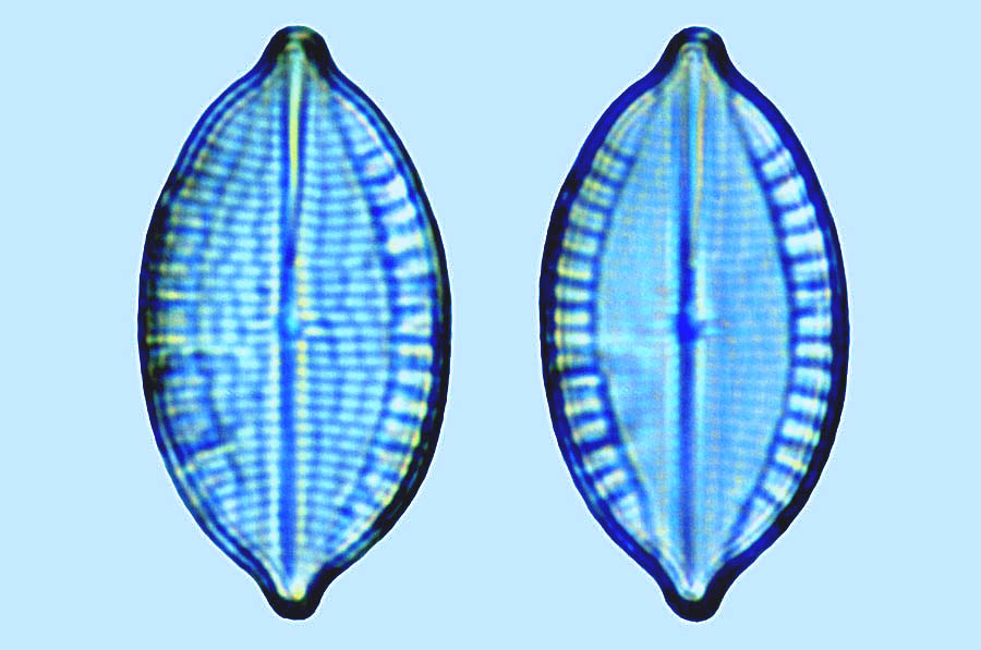 Mastogloia citrus