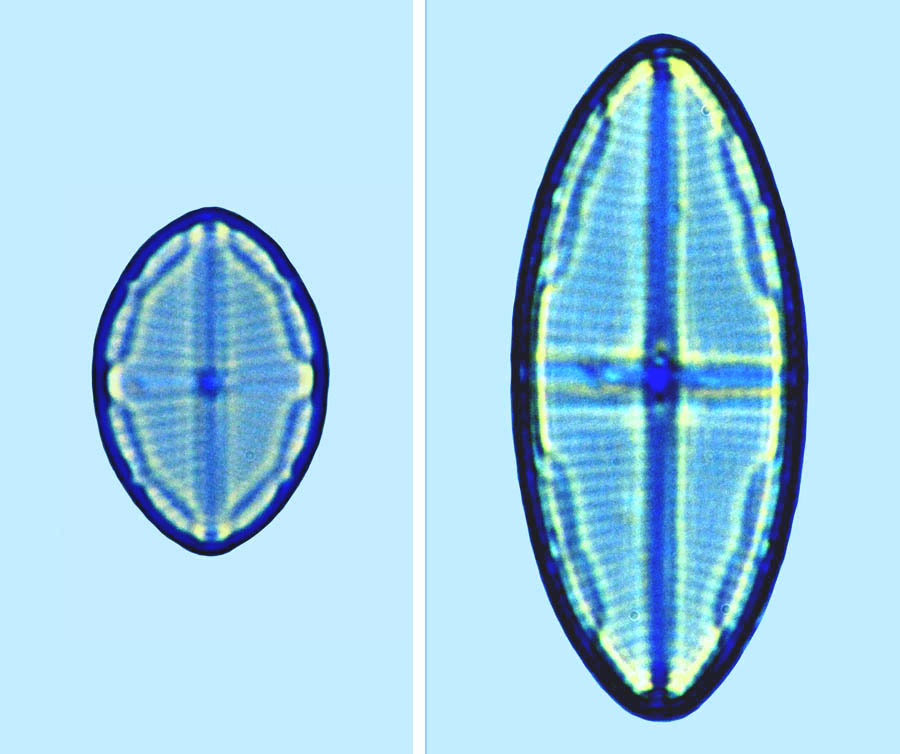 Mastogloia crucicula