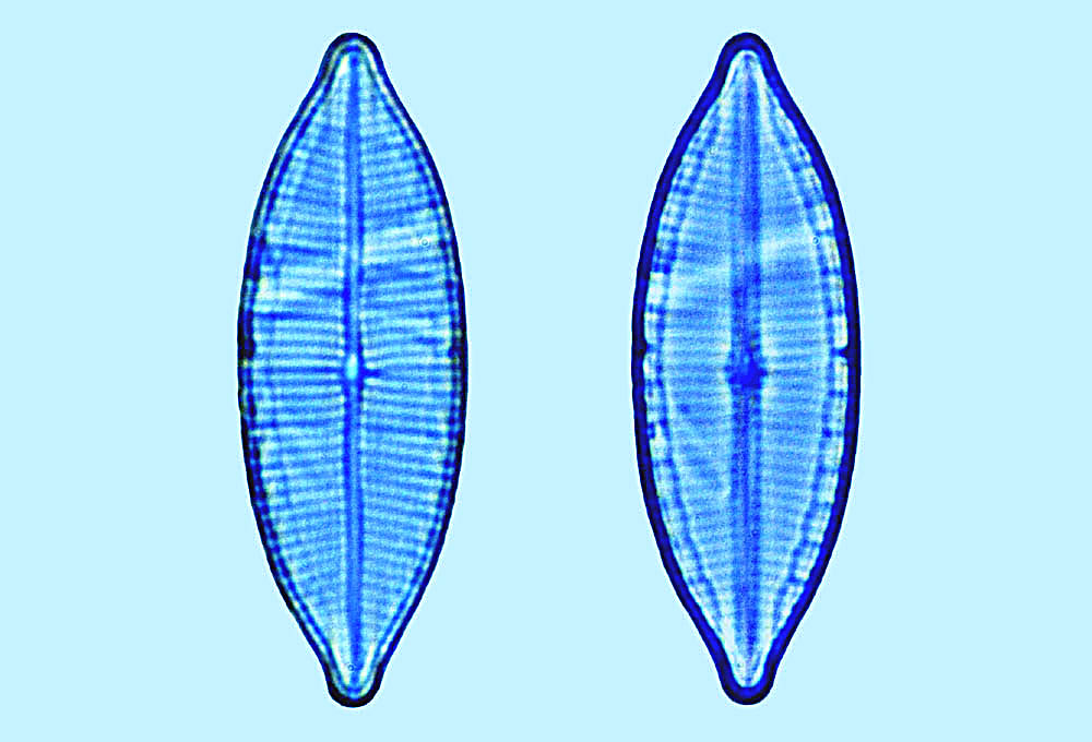 Mastogloia gracilis