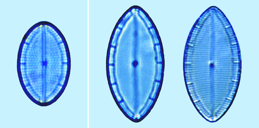 mastogloia ovulum