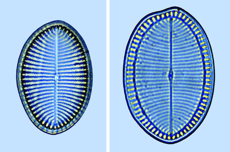 Cocconeis britannica